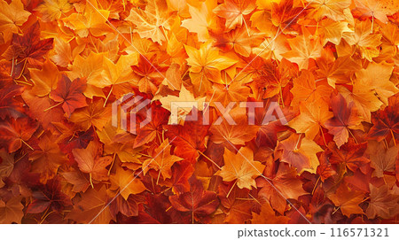 The background of the leaves that have fallen on the floor in autumn. The leaves have turned yellow and reddish. 116571321