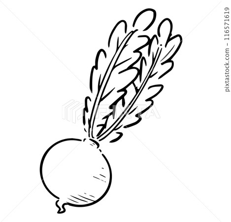 單色手繪蘿蔔 單色手繪蘿蔔 116571619