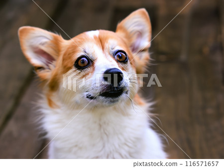 盯著狗 116571657