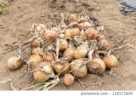 Onions just after being harvested from the field 116571694
