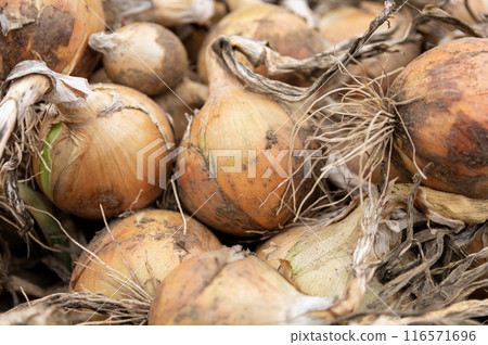 Onions just after being harvested from the field 116571696