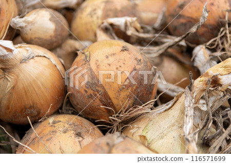 Onions just after being harvested from the field Onions just after being harvested from the field 116571699