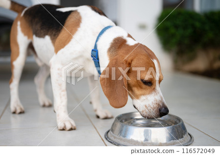 Beagle dog drink fresh water Beagle dog drink fresh water 116572049