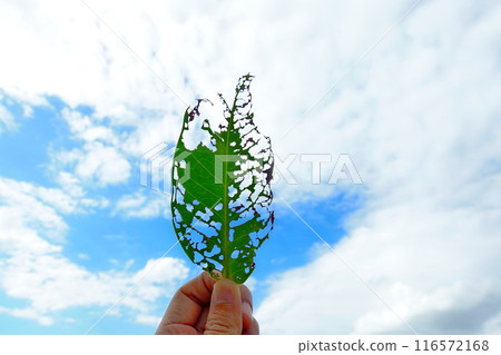 A hole in a leaf caused by insects, holding the leaf up to the sky A hole in a leaf caused by insects, holding the leaf up to the sky 116572168