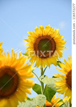 sunflower	 116572277