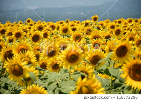 向日葵 116572286