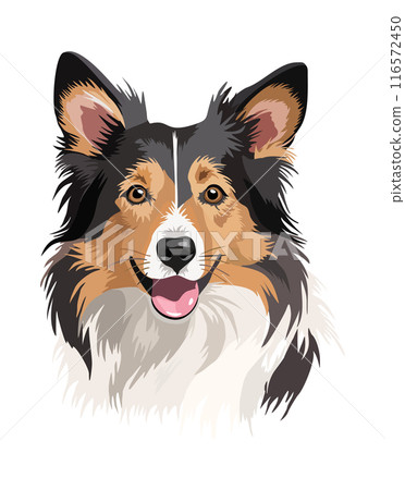 Collie dog head. Vector isolated illustation Collie dog head. Vector isolated illustation 116572450
