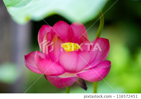 Landscape with lotus flowers 116572451