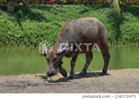 The buffalo is stay in nature garden near the canal at thailand 116572473