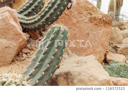 Desert Cactus Plants with Spines Growing Amongst Rocky Terrain in Arid Climate. 116572525
