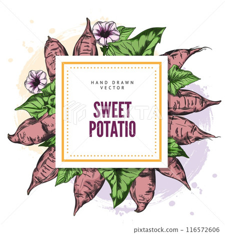 Sweet red potato vector frame for cards or labels. Sweet red potato vector frame for cards or labels. 116572606