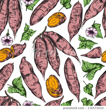 Bunch of sweet potato, flowers leaves hand drawn vector seamless pattern, ripe yam farm vegetable batatas, tuber plant Bunch of sweet potato, flowers leaves hand drawn vector seamless pattern, ripe yam farm vegetable batatas, tuber plant 116572610