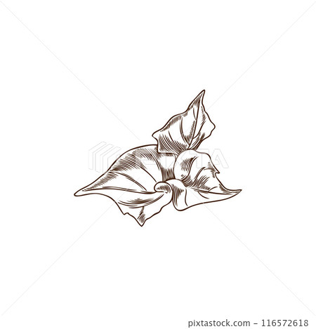 Leaves of sweet potato plant engraved hand drawn vector icon, natural fragrant herb, vegetable foliage black sketch 116572618