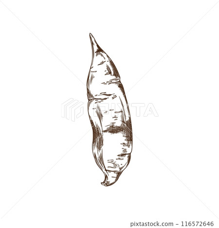B/W vector sketch of sweet potato on isolated background. B/W vector sketch of sweet potato on isolated background. 116572646