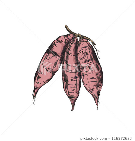 Colorful illustration of sweet potato on isolated background. Colorful illustration of sweet potato on isolated background. 116572683