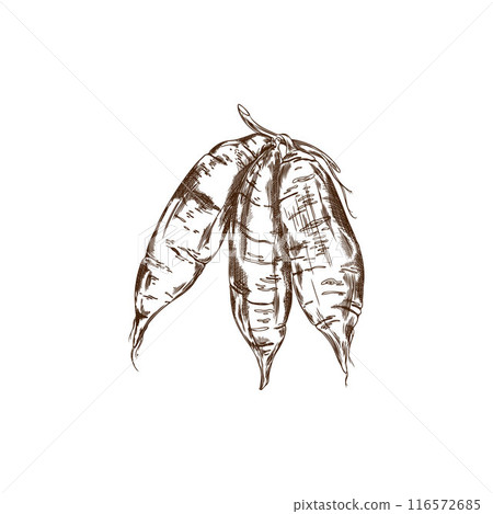 Bunch of sweet potato vector engraved sketch, hand drawn ripe yam, farm vegetable batatas, tuber plant, natural food 116572685