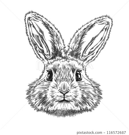 Black and white sketch of a rabbit head for design. Isolated background. Black and white sketch of a rabbit head for design. Isolated background. 116572687