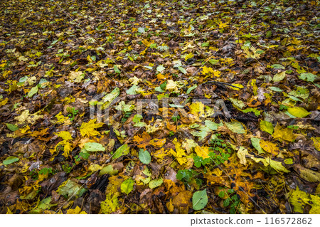 Yellow leaves on the lawn Yellow leaves on the lawn 116572862