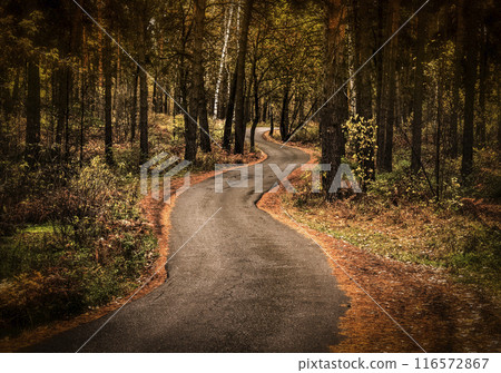Road in the autumn forest 116572867