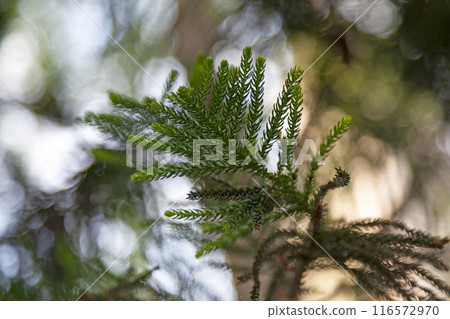Hoop pine branches 116572970