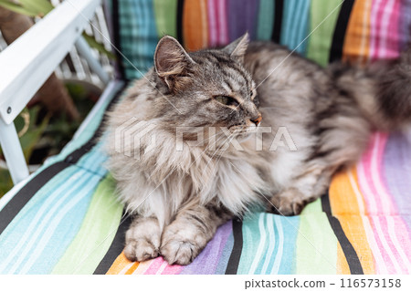 fluffy gray cat sitting on beach lounger 116573158
