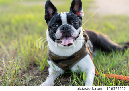 波士頓梗 116573322