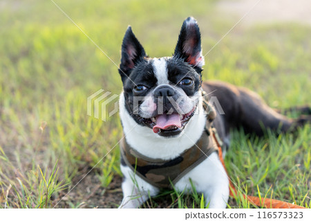 Boston Terrier Boston Terrier 116573323