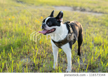 Boston Terrier Boston Terrier 116573344
