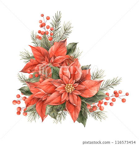 Poinsettia, Christmas red flower, fir branches and red berries. Watercolor botanical bouquet drawn by hand in a holiday style. For Christmas and New Year holidays, invitations, cards, banners 116573454