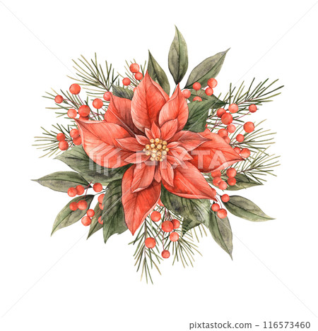Poinsettia with fir branches, green leaves and red berries. Watercolor Christmas composition in vintage style. Bouquet for Christmas and New Year holidays, invitations, cards, decorations, packaging 116573460