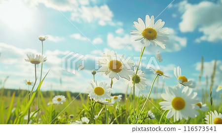 Daisies blooming under bright blue sky with fluffy clouds in background, concept for fun and serene summer day. Copy space, banner 116573541