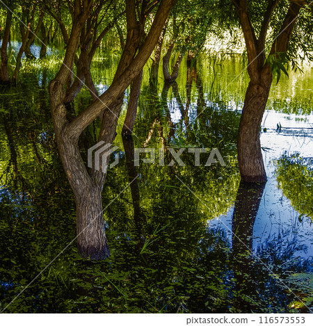 Spring flooding of the coast 116573553