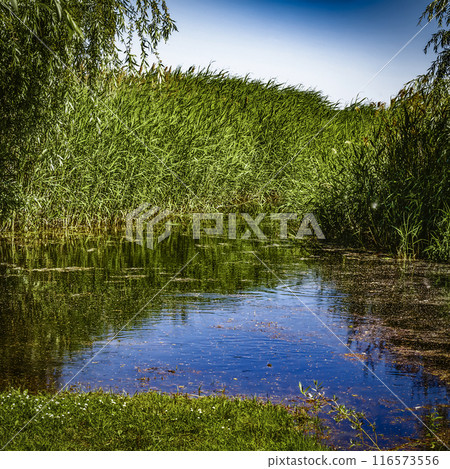 Spring flooding of the coast 116573556