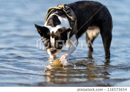 Boston terrier playing in the river Boston terrier playing in the river 116573654