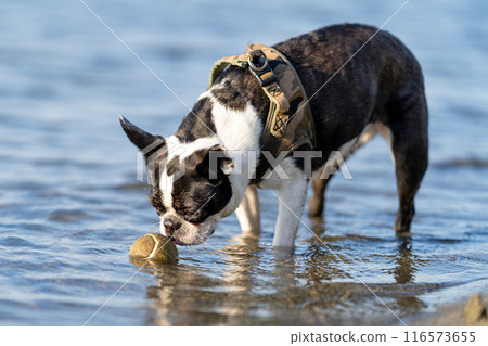 Boston terrier playing in the river 116573655