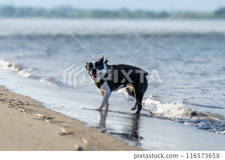 Boston terrier playing in the river Boston terrier playing in the river 116573658