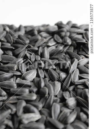 Surface Of Scattered Sunflower Seeds Receding Into The Distance On White Background Surface Of Scattered Sunflower Seeds Receding Into The Distance On White Background 116573877