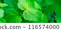 Green blackcurrant leaves flatlay with the rain drops. 116574000