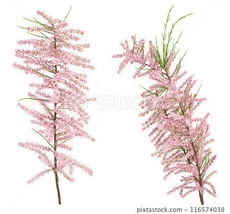 branch of tamarix isolated on white background with full depth of field 116574038