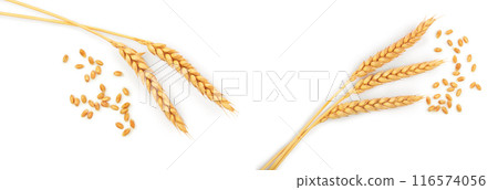 grain and ears of wheat isolated on white background. Top view 116574056
