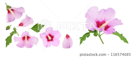 Pink hibiscus flower isolated on white background. Top view with copy space for your text. Flat lay. 116574085