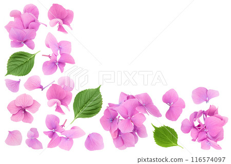 Pink Hydrangea flower isolated on white background. Top view with copy space for your text. Flat lay 116574097
