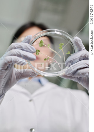 Biologist hands with Petri dish 116574242