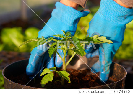 Eco veg growing  116574530