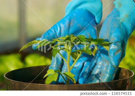 Eco veg growing  116574531