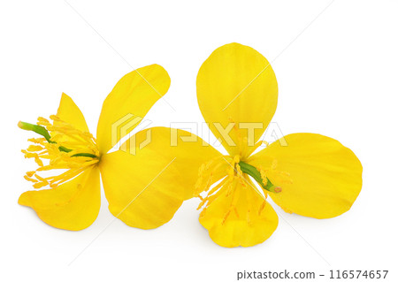 Celandine flower isolated on white background Celandine flower isolated on white background 116574657