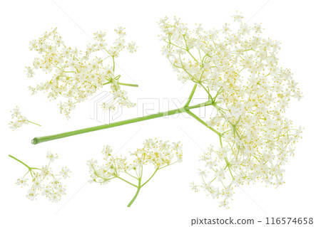 Elderberry flower or Sambucus nigra isolated on a white background. 116574658
