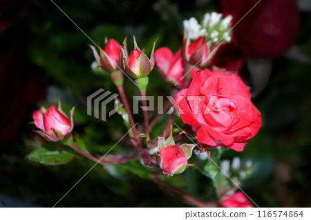 A pink rose in full bloom. Beautiul pink flower in the garden A pink rose in full bloom. Beautiul pink flower in the garden 116574864