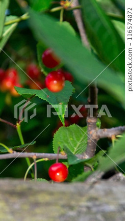 Cherry branch with ripe red berries on a dark green background. Garden natural cherry. 116574872