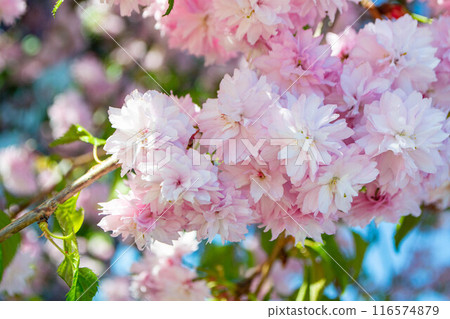 Sakura blossom. Pink japanese cherry bloom flowers on blurred spring background 116574879
